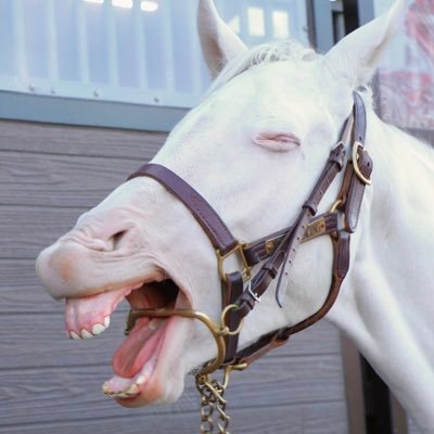 盗まれた馬 カヴァレリッツォ (Cavallerizzo) | 競走馬データ - netkeiba