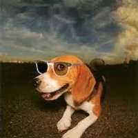 cachorro voador (@3d1d1g3n4) 's Twitter Profile