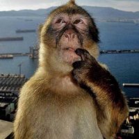 Dr. Babyfather, PhD, M.D., J.D. (@treephilosopher) 's Twitter Profile
