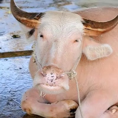 oreki09330059's profile picture. 