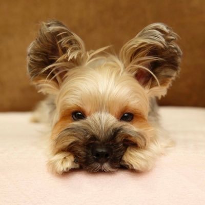 taoru252's profile picture. ベース練習してます！ ワンちゃん大好き。雑用系エンジニア。 アマチュアカメラマン。Bass:FCGR Rhino 4st, ESP Navigator JB / Guitar:Yamaha Pacifica 612 #無言フォロー失礼します #ベーシストと繋がりたい