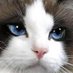 meaow good (@mutualfeelingx) Twitter profile photo meaow good (@mutualfeelingx) Twitter profile photo