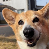 Hiromii🧚♂️ (@goburinn_000) 's Twitter Profile