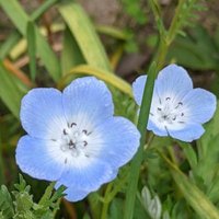 ひな (@hinatarino) Twitter profile photo