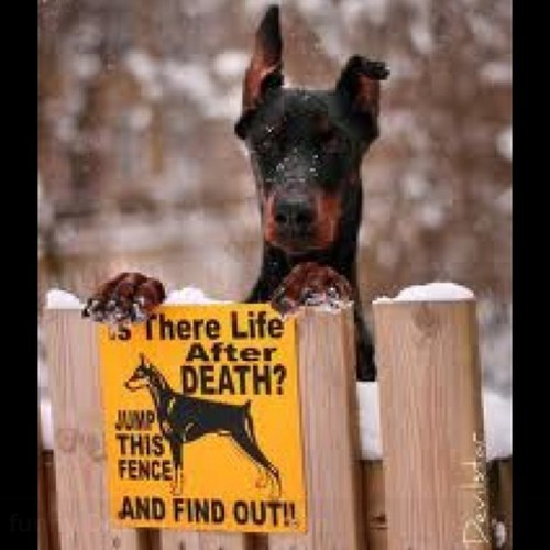Dobermanowners's profile picture. follow me if you have a doberman for cute and funny doberman tweets and pictures :):)