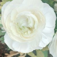 🫧あらやそわか🫧 (@2beauty_berry2) 's Twitter Profile Photo