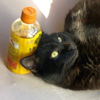 えぬねこ (@neo_neon_24) 's Twitter Profile