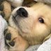 Vinie (@dogsladyvinie) Twitter profile photo Vinie (@dogsladyvinie) Twitter profile photo