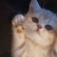 おちょ (@whitesnow6789) 's Twitter Profile