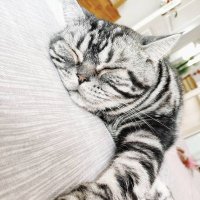 抛瓦葱 (@chloech36694729) 's Twitter Profile