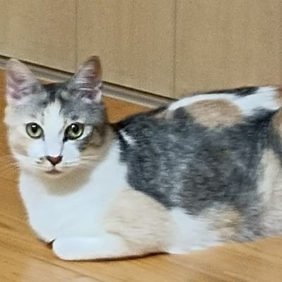 RD9HKass0uQ2's profile picture. すずめです！テニプリ、その他アニメ全般が大好き！あと猫大好き！😺テニスの王子様好き!植物組と財前光くんが大好き!同担様、他担様大歓迎！音ゲー6つしてます！気になる方はプロフも読んでもらえると嬉しいです。
あと3次元推し1人だけ居ます❄💚