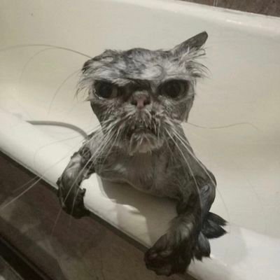 gremlinraveyard's profile picture. I play drums for back alley baptism