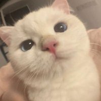 🎀⁴¹⁷ (@725_00b) 's Twitter Profile