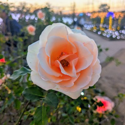 RUNTEQ 69期-B生 / 夫が戦友な転妻 / 福島→金沢→東京→高知→埼玉→福岡(NEW!) / クロスバイク /