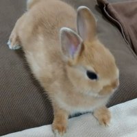 うさぎ開発室 🐰 (@rabbit_worksjp) 's Twitter Profile