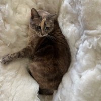 ame ‧ ◡̈ ₊˚ (@difusaame) 's Twitter Profile