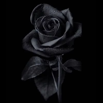 SilviaMR2022's profile picture. Ignorancia,  base cultural de la corrupción!