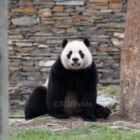 XQJPanda (@xqjpanda) 's Twitter Profile Photo XQJPanda (@xqjpanda) 's Twitter Profile Photo