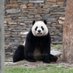 XQJPanda (@xqjpanda) Twitter profile photo XQJPanda (@xqjpanda) Twitter profile photo
