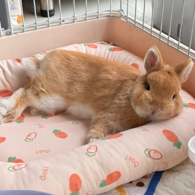 子供の頃から可愛い小動物に特に興味があり、ウサギには一目惚れしました!✨ ウサギは見た目が可愛いだけでなく、おとなしくて個性的な魅力もあり、思わず大切にしたくなります。💞
#兔子