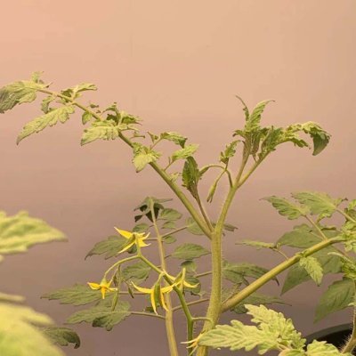 PennyACE01's profile picture. Specialized in LED Grow Light Solution