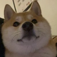 コタロウ (@arlongkiewakk_) 's Twitter Profile