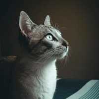 @randomcat (@randomcat247400) 's Twitter Profile