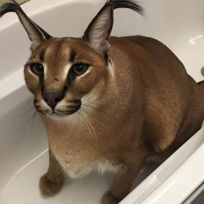 RCV9_'s profile picture. Blight/Oni/Bubba/Trapper Enjoyer. Shitposting and making people mald by existing on UK servers :)