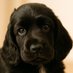 MAXLUV | Pet Tribute Token (@luvmaxthedog) Twitter profile photo MAXLUV | Pet Tribute Token (@luvmaxthedog) Twitter profile photo