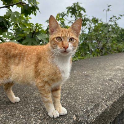 leylikoo44's profile picture. The soul of my soul🍉