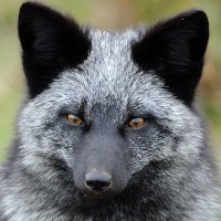 ConradTCaterpillar (@sigresttodd) 's Twitter Profile