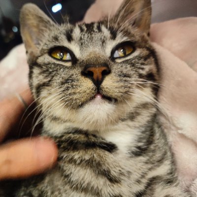 Cobainnn1967's profile picture. I LOVE NIRVANA!!!!!!!!