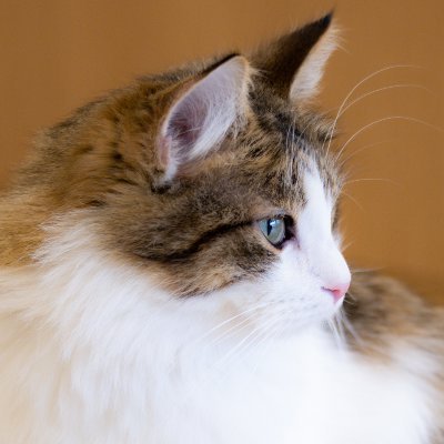cuteCATgee's profile picture. Take a Look

귀여운 고영이 추천 받아요