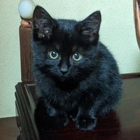 こけら(黒猫信者) (@kokeraspare) 's Twitter Profile Photo こけら(黒猫信者) (@kokeraspare) 's Twitter Profile Photo