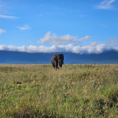 🇰🇪 🇳🇱 | Entrepreneur | Wildlife and conservancy | Golf | Construction services | Currencies expert|