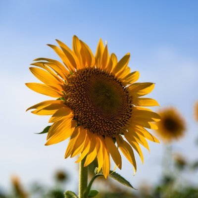 CEL_Eiken's profile picture. 