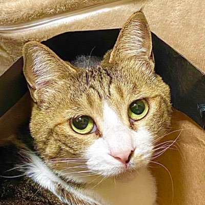 猫とカメラ大好きです(^^) 愛用機EOS1DX(メイン機):EOS5D Mark2 :参政党一般党員/長野第2支部:反グローバリズム:日本人ファースト