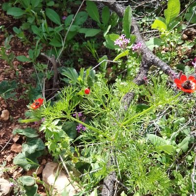 AliMajid44's profile picture. IT Engineer 🇵🇸 مهندس كمبيوتر           
                         This American website
https://t.co/fJtHMFvO9h
has everything Americans need to know.