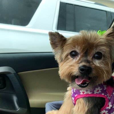 Vaels_Corner's profile picture. My hubby and I are both disabled, but we don’t let that stop us from putting on the best in variety streaming! Check out myself & @hykiri_nation for proof!