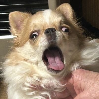 PaevNcx's profile picture.