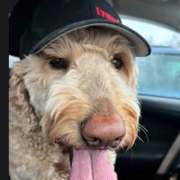 Pied Piper 🇨🇦 (@groodle_piper) 's Twitter Profile