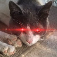 Bahr (@bahrs_trench) 's Twitter Profile Photo Bahr (@bahrs_trench) 's Twitter Profile Photo