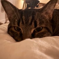 Honu (@honuisaturtle) 's Twitter Profile Photo Honu (@honuisaturtle) 's Twitter Profile Photo