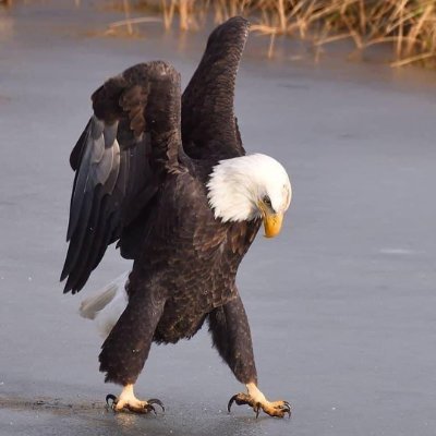 dogacyzc's profile picture. Beşiktaş JK Kongre Üyesi