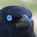 Krähenbre 🌖 (@shivathecrow) Twitter profile photo Krähenbre 🌖 (@shivathecrow) Twitter profile photo