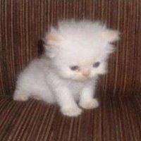 redy (@solfeam) 's Twitter Profile