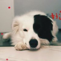 天一 (@bubu825) 's Twitter Profile