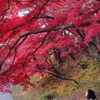 らん (@ran_funiin) Twitter profile photo