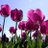 tulips1403's profile image