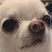 Yuuki Lennon (@lennonyuuki) 's Twitter Profile